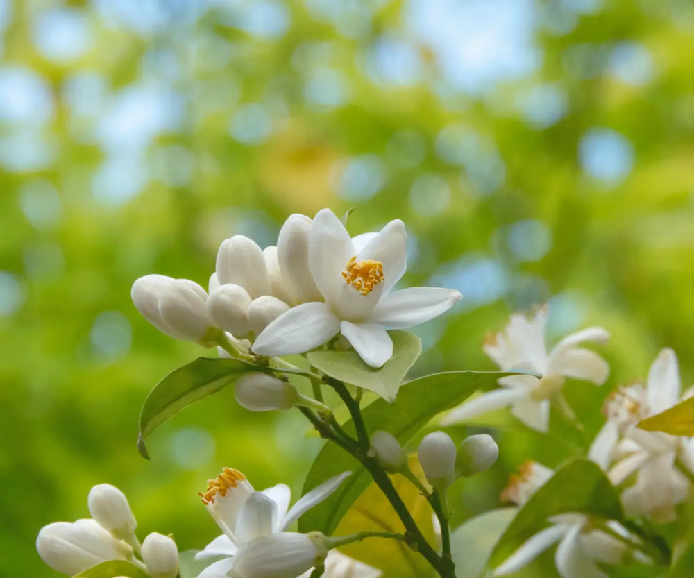 Aromatisk
