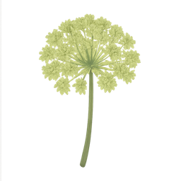 Angelica