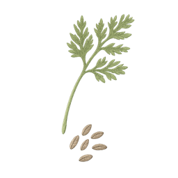 Carrot Seed