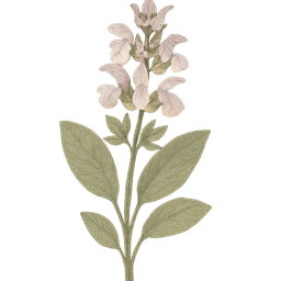 Clary Sage