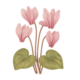 Cyclamen