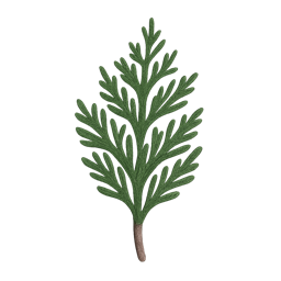 Cypress