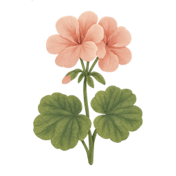 Geranium