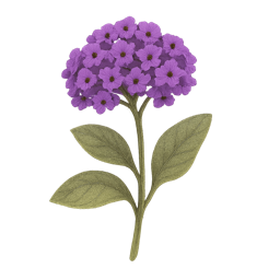 Heliotrope