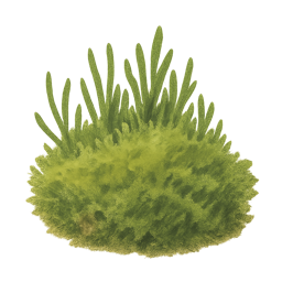 Moss