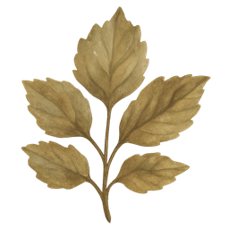 Patchouli