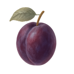 Plum