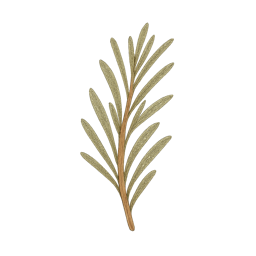 Rosemary