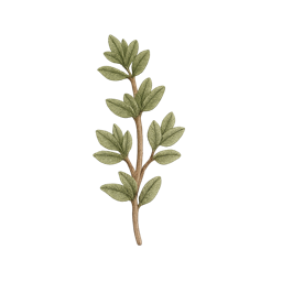 Thyme