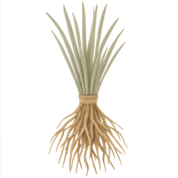 Vetiver