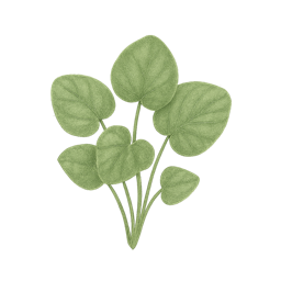 Violet Leaf