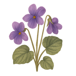 Violet