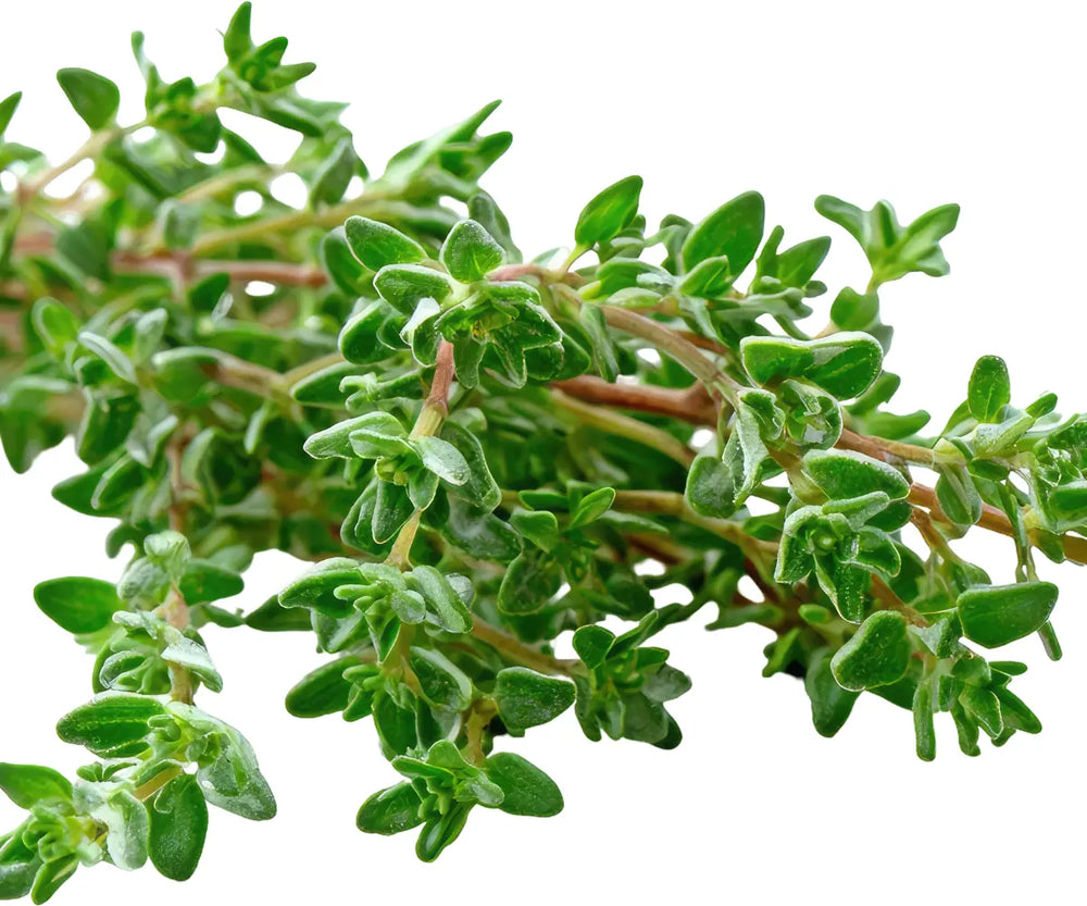 Aromatisch und kräutrig